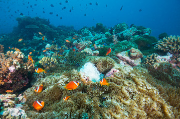 Anemonefish in anemone, healthy reef