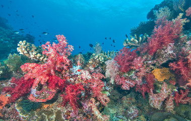 Red soft coral off of Fiji
