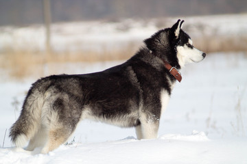 Dog in a snowy field