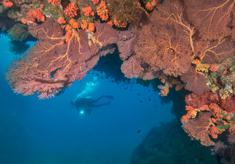 Scuba diver behind red soft coral off of Fiji