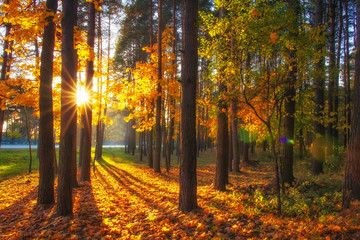 Autumn forest landscape with bright sun