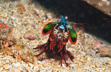 Mantis shrimp