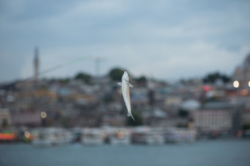 fish on the hook with blurred Istanbul on the background