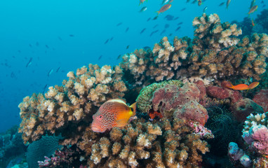 Naklejka na ściany i meble Colorful fish on coral reef