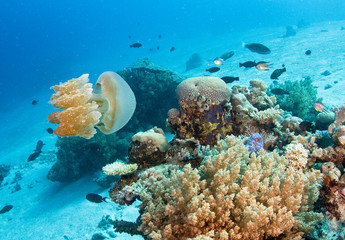 Jellyfish on reef © The Ocean Agency