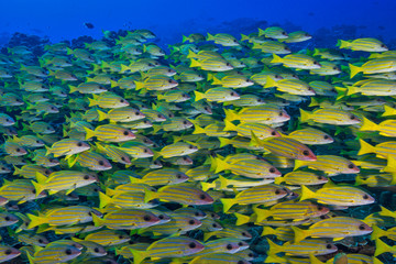 Fototapeta na wymiar Underwater photo of a yellow school of fish in Australia