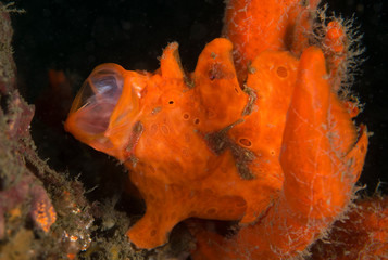 Orange frogfish