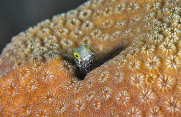 Blenny on coral