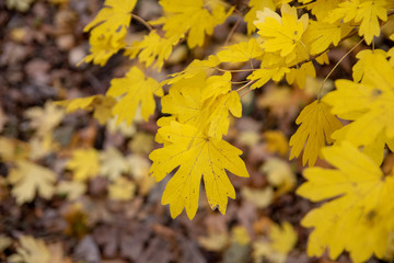 Golden Autumn Fall Leaves