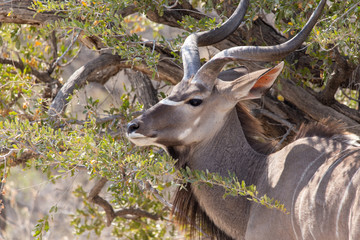 Profil vom Kudu