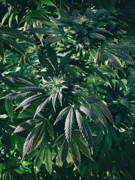 Cannabis plant and flowers turning dark
