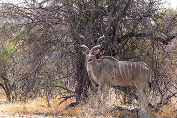 Kudu leckt sich die Lippen 