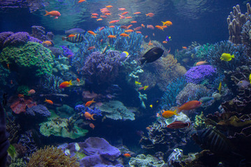 Fototapeta na wymiar Aquarium Reef
