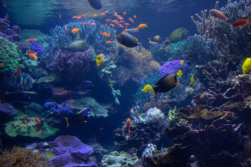 Naklejka na ściany i meble Aquarium Reef