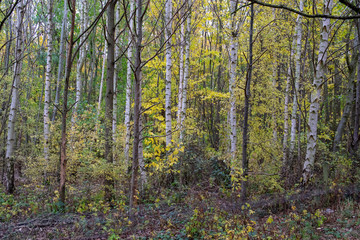 Fototapeta premium Golden Autumn Fall Leaves