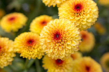 Macro of Lollipop Yellow Chrysanthemum flowers in full bloom with water drops from morning dew. Blurry background.