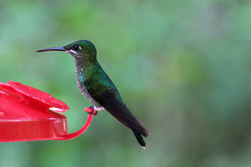 Fototapeta na wymiar Kolibri an einer Futterstation in Costa Rica