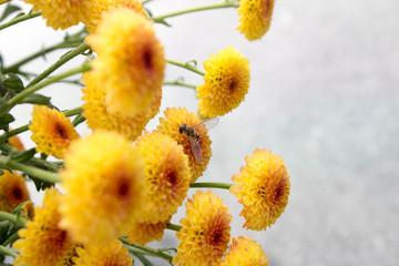 Hoverfly pollinating a flower in a field of Lollipop Yellow Chrysanthemum flowers in full bloom. Blurry white background