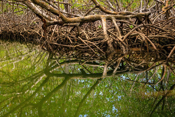 Roots of mangrove trees on the water edge. Cayo Arena, Punta Rucia, Dominican Republic.