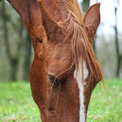 the beautiful brown horse portrait