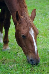 Obraz na płótnie Canvas the beautiful brown horse portrait