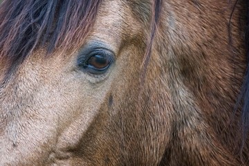 the beautiful brown horse portrait