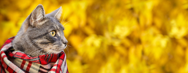Gray cat in a checkered scarf on autumn background of yellow leaves