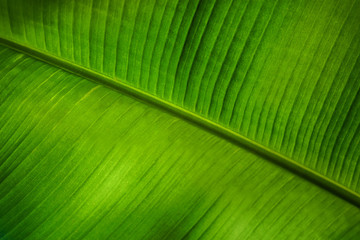 Close up of beautiful nature green leaf texture background