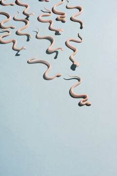 Snakes