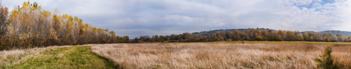 panoramic view of autumn birch grove on the outskirts of the meadow with yellow grass