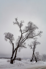 Fototapeta na wymiar willow tree in winter