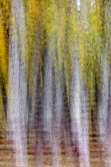 Impressionistic Autumn Color in Colorado