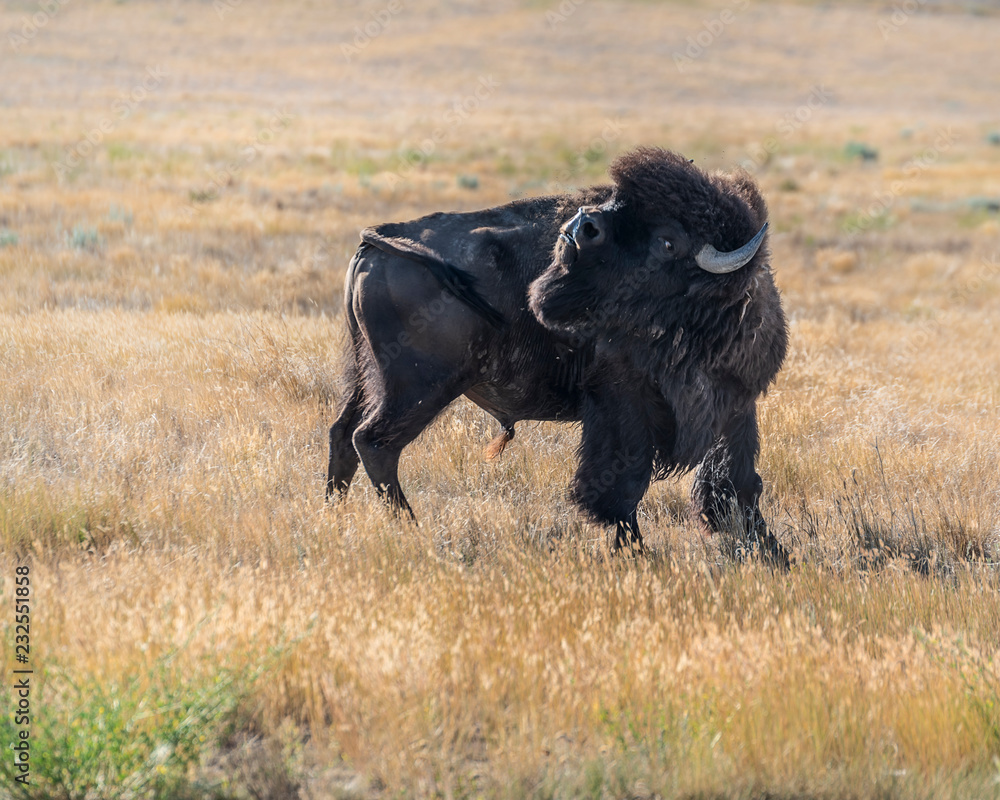 Wall mural Bison at Grasslands National Park