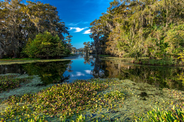 Fototapeta na wymiar Cajun Swamp & Lake Martin, near Breaux Bridge and Lafayette Louisiana