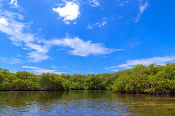Fototapeta na wymiar The waterline of a mangrove forest. Cayo Arena, Punta Rucia, Dominican Republic