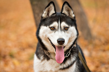Naklejka na ściany i meble Adult dog Husky with brown eyes in autumn park stuck out his tongue. Landscape in warm colors