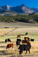 Cows in field outside of Ridgway Mountains, under view of San Juan Mountains