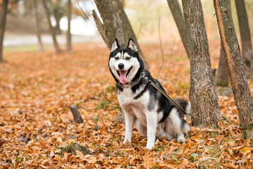 Obraz premium Adult dog Husky with brown eyes in autumn park stuck out his tongue. Landscape in warm colors