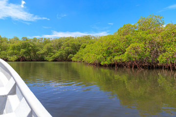 By boat through the mangrove forest. Cayo Arena, Punta Rucia, Dominican Republic.