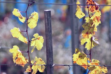autumn leaves of grapes