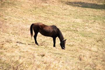 old horse on the background of the countryside,