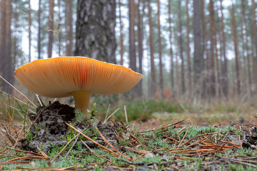 Poisonous mushroom growing in coniferous forest. Forest fruits in a natural environment.