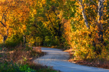 Autumn path in woods