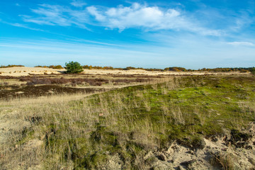 Landscape with yellow sand dunes, trees and plants and blue sky, National park Druinse Duinen in North Brabant, Netherlands