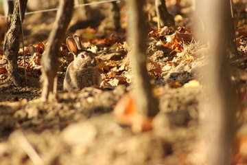 lurking rabbit in the autumn vineyard