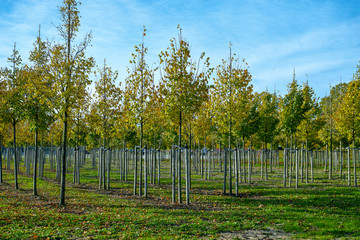 Privat garden, parks tree nursery in Netherlands, specialise in medium to very large sized trees,...