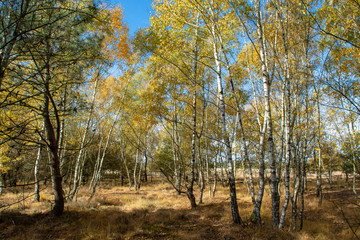 Landscape with autumn forest growth on sand, National park Druinse Duinen in North Brabant, Netherlands