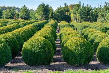 Evergreen buxus or box wood nursery in Netherlands, plantation of big round box tree balls in rows during invasion of box wood moth in Europe