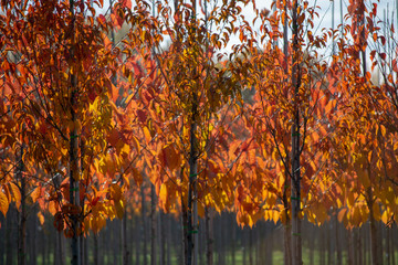 Public and privat garden, parks tree nursery in Netherlands, specialise in medium to very large...