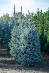 Beautiful young Colorado blue spruce growing on plantation, natural Christmas tree for Christmas holidays